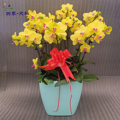 春節(jié)黃蝴蝶蘭 商務(wù)年宵首選，好評(píng)店鋪與化妝品零售的跨界亮點(diǎn)